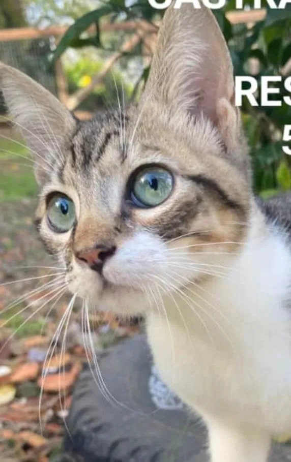 Gato ra a SRD-ViraLata idade 7 a 11 meses nome Gatos