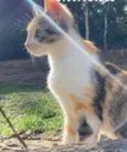 Gatos