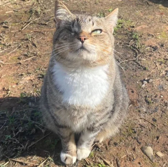Gato ra a SRD-ViraLata idade 7 a 11 meses nome Gatos