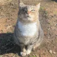 Gatos