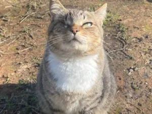 Gato raça SRD-ViraLata idade 7 a 11 meses nome Gatos