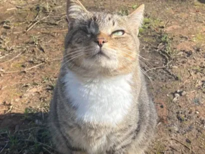 Gato raça SRD-ViraLata idade 7 a 11 meses nome Gatos
