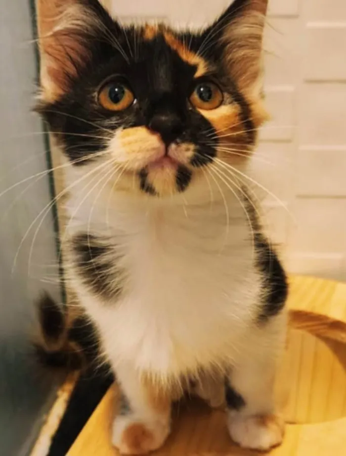 Gato ra a SRD-ViraLata idade 2 a 6 meses nome Maya