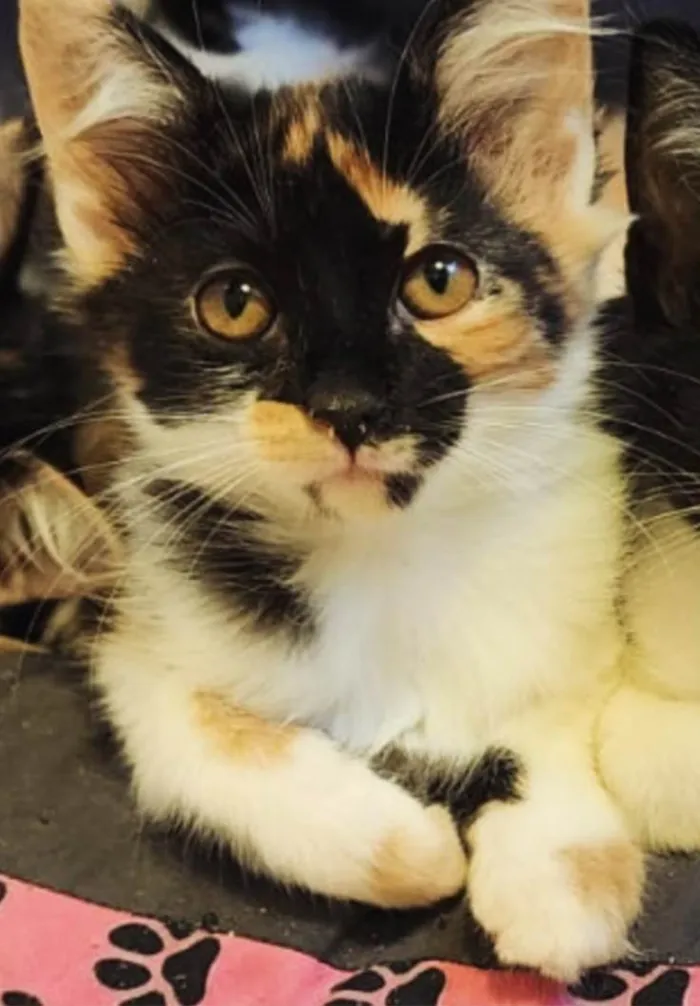 Gato ra a SRD-ViraLata idade 2 a 6 meses nome Maya
