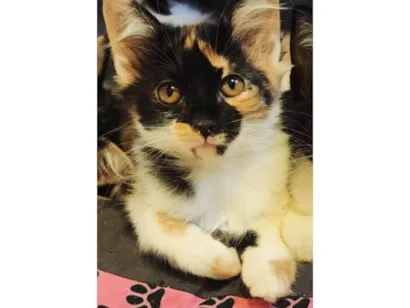 Gato raça SRD-ViraLata idade 2 a 6 meses nome Maya