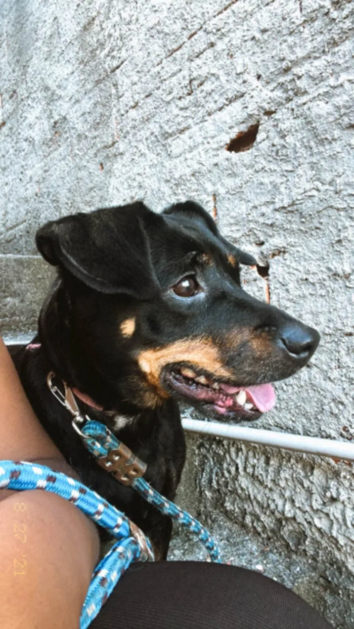 Cachorro ra a SRD-ViraLata idade 7 a 11 meses nome Tita
