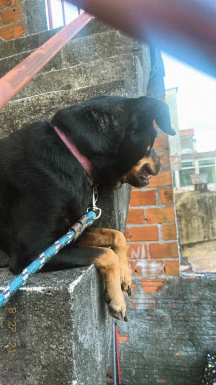 Cachorro ra a SRD-ViraLata idade 7 a 11 meses nome Tita