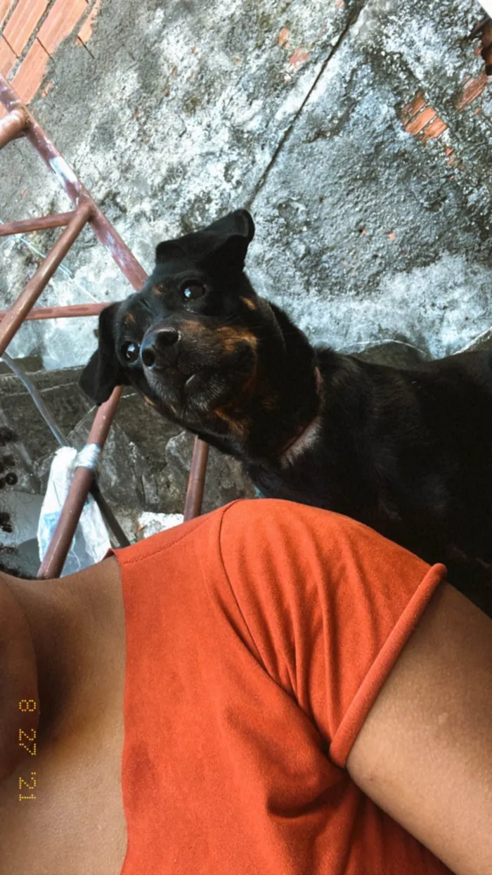 Cachorro ra a SRD-ViraLata idade 7 a 11 meses nome Tita