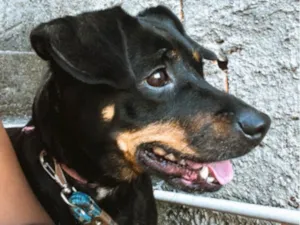 Cachorro raça SRD-ViraLata idade 7 a 11 meses nome Tita