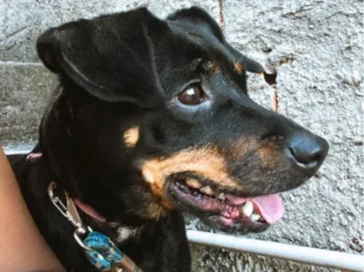 Cachorro raça SRD-ViraLata idade 7 a 11 meses nome Tita