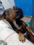 Paçoca