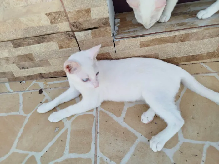 Gato ra a SRD-ViraLata idade 2 a 6 meses nome José 