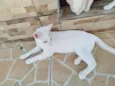 José