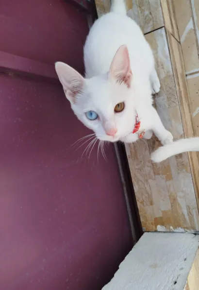 Gato raça SRD-ViraLata idade 2 a 6 meses nome Maria 