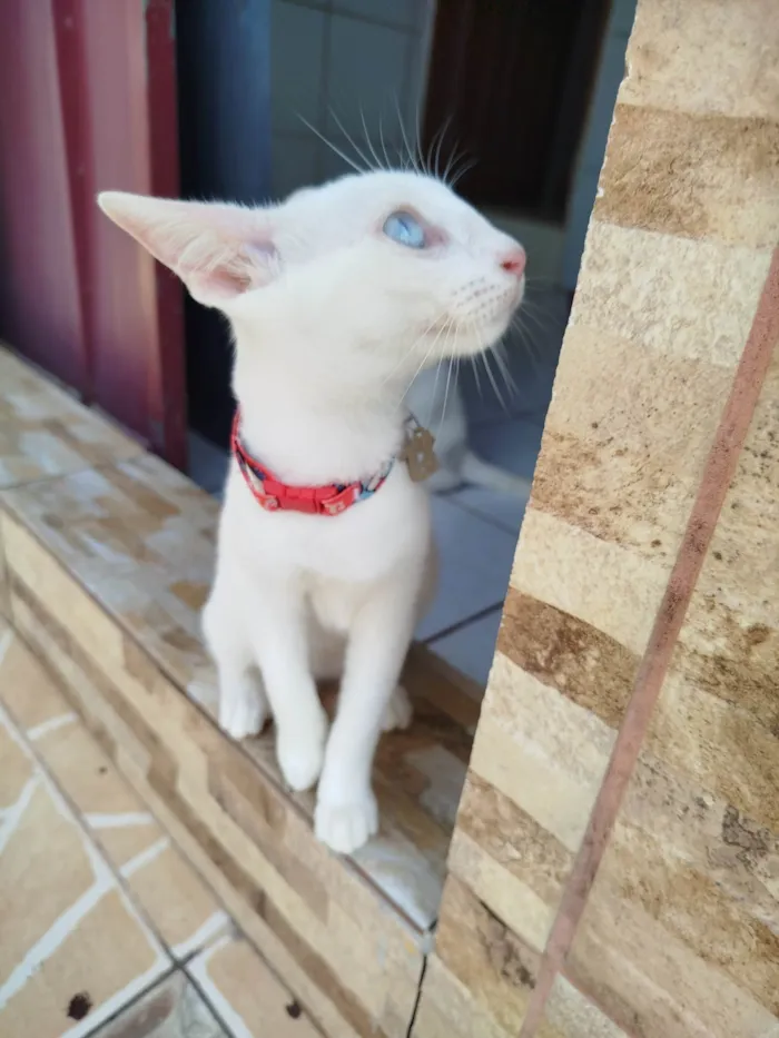 Gato ra a SRD-ViraLata idade 2 a 6 meses nome Maria 