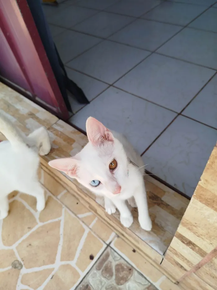 Gato ra a SRD-ViraLata idade 2 a 6 meses nome Maria 