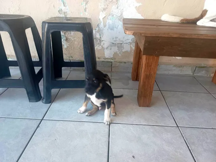 Cachorro ra a SRD-ViraLata idade 2 a 6 meses nome Sem nome 