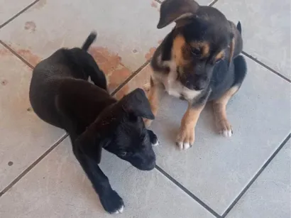 Cachorro raça SRD-ViraLata idade 2 a 6 meses nome Sem nome 