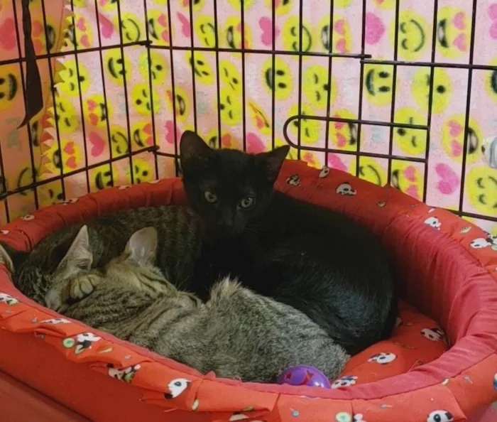 Gato ra a SRD-ViraLata idade 2 a 6 meses nome Noturno