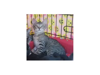 Gato raça SRD-ViraLata idade 2 a 6 meses nome Kitty 