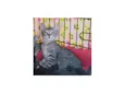 Kitty