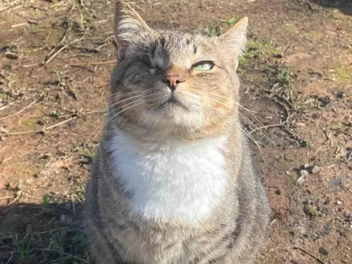 Gato ra a SRD-ViraLata idade 7 a 11 meses nome Gatos