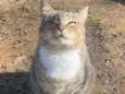 Gatos