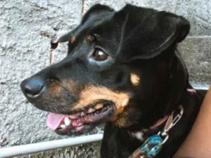 Cachorro raça SRD-ViraLata idade 7 a 11 meses nome Tita