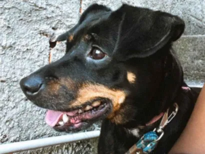Cachorro raça SRD-ViraLata idade 7 a 11 meses nome Tita