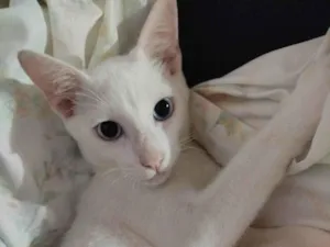 Gato raça SRD-ViraLata idade 2 a 6 meses nome José 