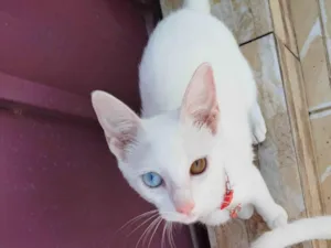 Gato raça SRD-ViraLata idade 2 a 6 meses nome Maria 
