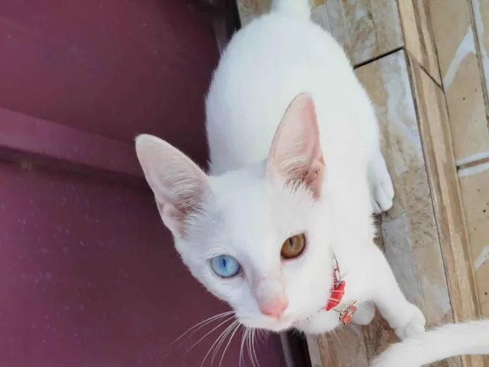 Gato ra a SRD-ViraLata idade 2 a 6 meses nome Maria 