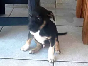 Cachorro raça SRD-ViraLata idade 2 a 6 meses nome Sem nome 