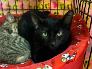 Gato raça SRD-ViraLata idade 2 a 6 meses nome Noturno