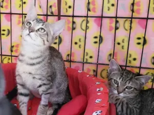 Gato raça SRD-ViraLata idade 2 a 6 meses nome Kitty 