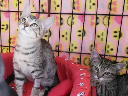 Gato raça SRD-ViraLata idade 2 a 6 meses nome Kitty 