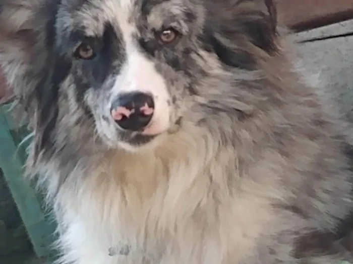 Cachorro ra a Bode collier idade 5 anos nome Thor