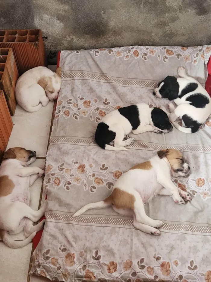 Cachorro ra a SRD-ViraLata idade 2 a 6 meses nome sem nome