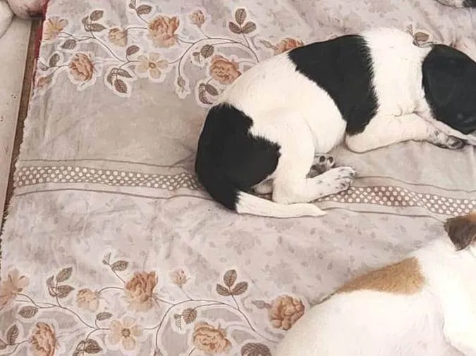 Cachorro ra a SRD-ViraLata idade 2 a 6 meses nome sem nome