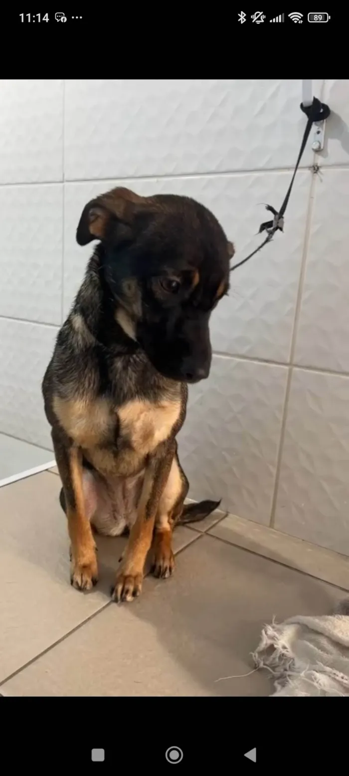 Cachorro ra a SRD-ViraLata idade 1 ano nome MEL