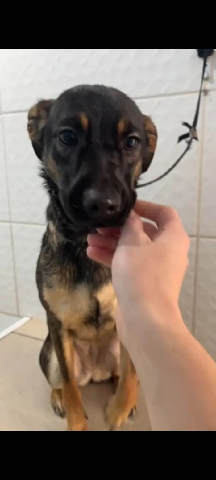Cachorro ra a SRD-ViraLata idade 1 ano nome MEL