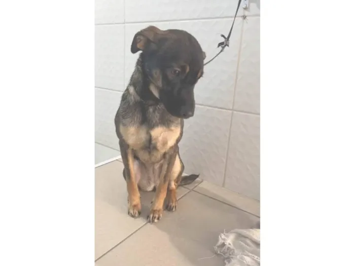 Cachorro ra a SRD-ViraLata idade 1 ano nome MEL