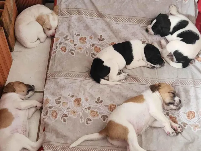 Cachorro ra a SRD-ViraLata idade 2 a 6 meses nome sem nome
