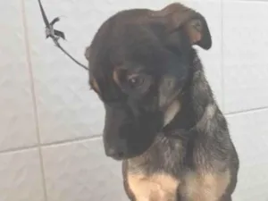 Cachorro raça SRD-ViraLata idade 1 ano nome MEL