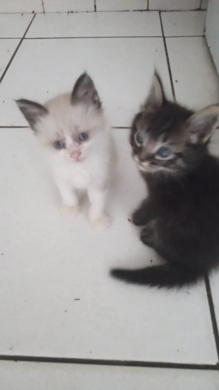 Gato ra a SRD-ViraLata idade 2 a 6 meses nome Sem nome