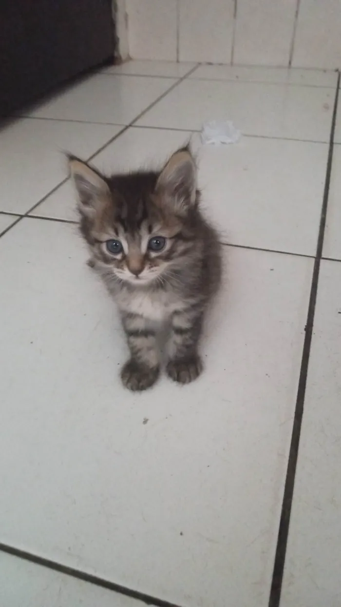 Gato ra a SRD-ViraLata idade 2 a 6 meses nome Sem nome