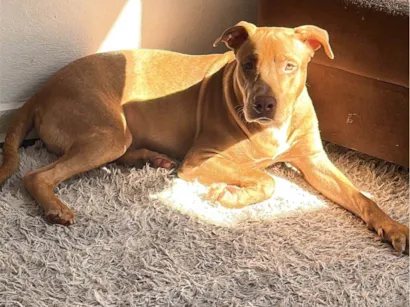 Cachorro raça SRD-ViraLata idade 7 a 11 meses nome Marley 
