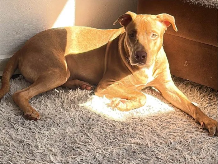 Cachorro ra a SRD-ViraLata idade 7 a 11 meses nome Marley 