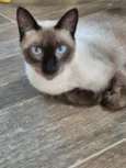 Chico