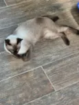 Chico